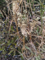 Allium flavum tauricum