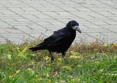 Corvus frugilegus