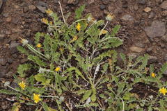 Arctotis arctotoides