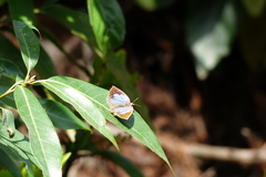 Quercus myrsinifolia
