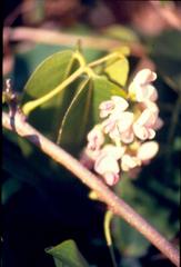 Derris trifoliata