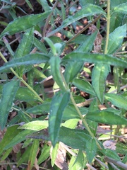 Wedelia acapulcensis