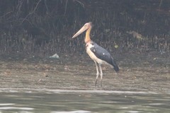 Leptoptilos javanicus