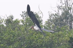 Leptoptilos javanicus