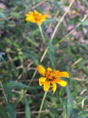 Wedelia acapulcensis