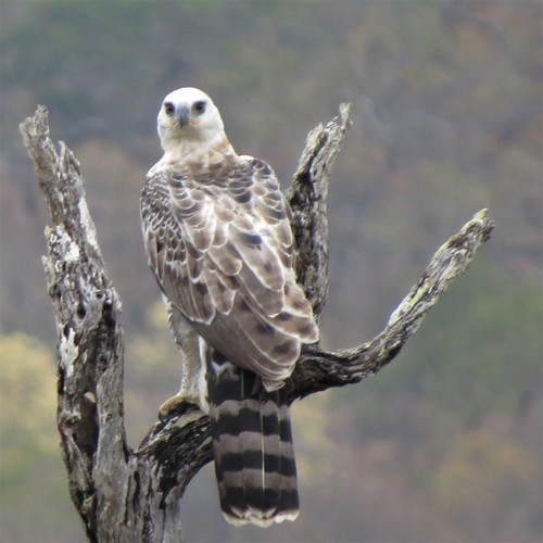 Crowned Eagle