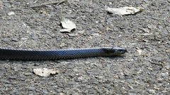 Stegonotus australis