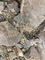 Euphorbia gracillima