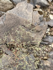 Euphorbia gracillima