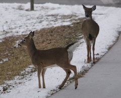 Odocoileus virginianus macrourus
