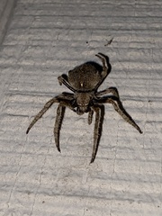 Araneus andrewsi