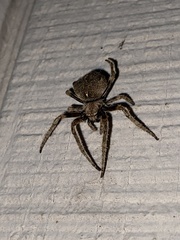Araneus andrewsi