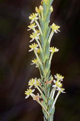 Struthiola leptantha