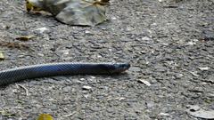 Stegonotus australis