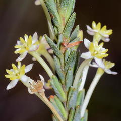 Struthiola leptantha