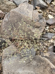 Euphorbia gracillima