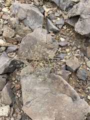 Euphorbia gracillima