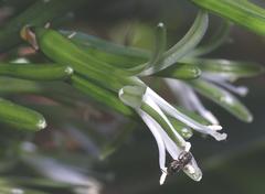 Dracaena aletriformis