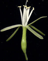 Dracaena aletriformis