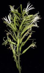 Dracaena aletriformis