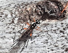 Xanthocryptus novozealandicus