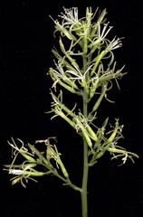 Dracaena aletriformis