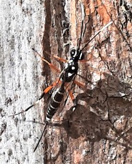 Xanthocryptus novozealandicus