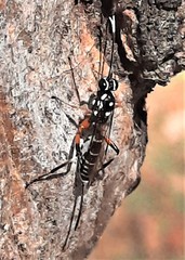 Xanthocryptus novozealandicus