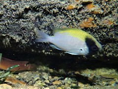 Chromis klunzingeri