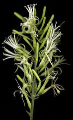 Dracaena aletriformis