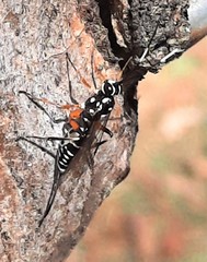 Xanthocryptus novozealandicus