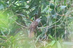 Cacomantis sonneratii