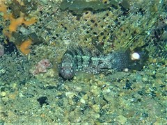 Notolabrus parilus
