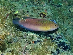 Austrolabrus maculatus