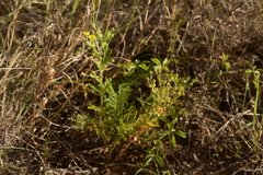 Potentilla chinensis