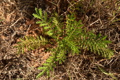 Potentilla chinensis