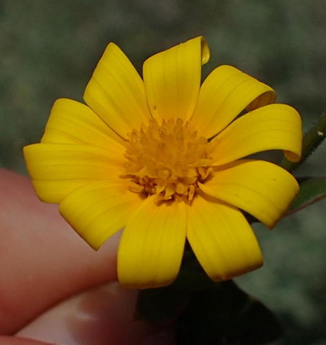 Variety Osteospermum polygaloides latifolium · iNaturalist