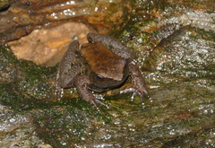 Babina holsti