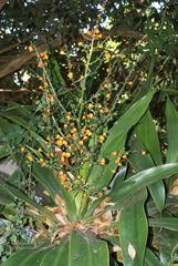 Dracaena aletriformis