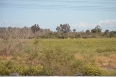 Bubulcus ibis image
