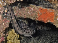 Aulohalaelurus labiosus