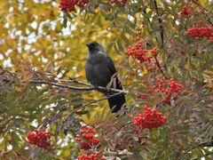 Corvus monedula