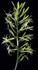 Dracaena aletriformis