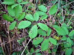 Rubus lindleianus