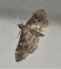 Nacoleia rhoeoalis