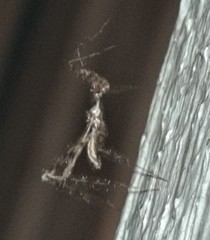 Stenolemus fraterculus