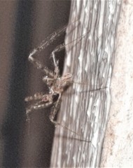 Stenolemus fraterculus