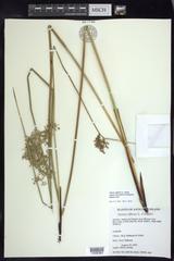Juncus effusus solutus