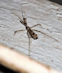 Stenolemus fraterculus