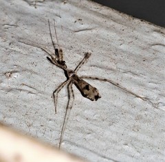 Stenolemus fraterculus